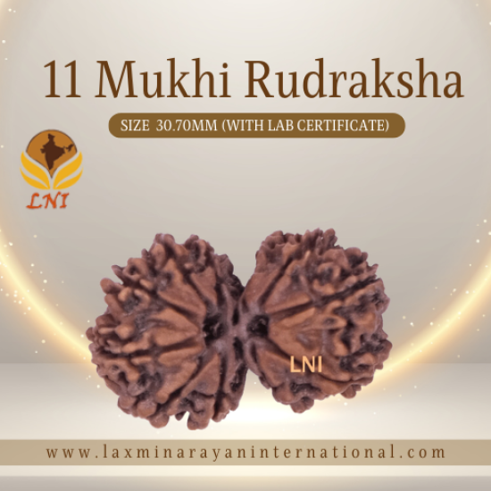 Gauri Shankar Rudraksha / 8 Mukhi Gauri shankar - Nepal - cheapest Lab Certified